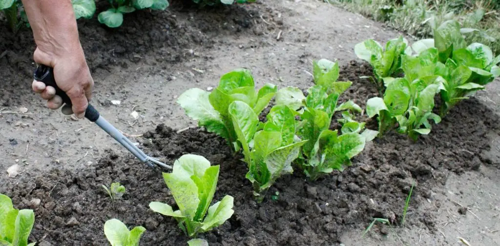 Cultiva y planta ensaladas con éxito: ¡cultiva fácilmente tus propias ensaladas! – Mis Consejos Jardinería