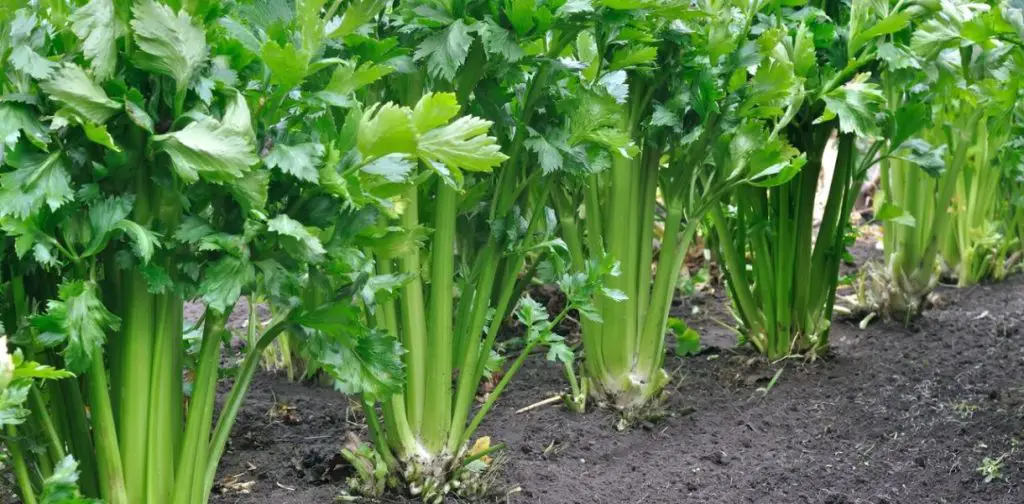 Cultivar apio como un experto: consejos prácticos para una cosecha exitosa – Mis Consejos Jardinería