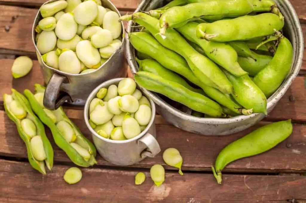Cultivar frijoles en macetas: por eso ahora todo el mundo lo hace – Mis Consejos Jardinería