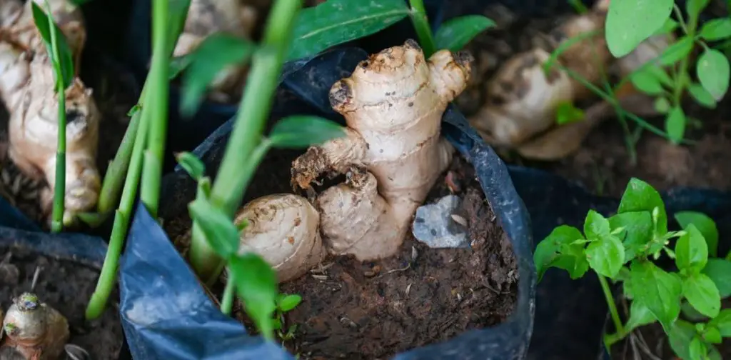 Cultivar jengibre en maceta: una guía completa para tener una planta aromática al alcance de la mano – Mis Consejos Jardinería