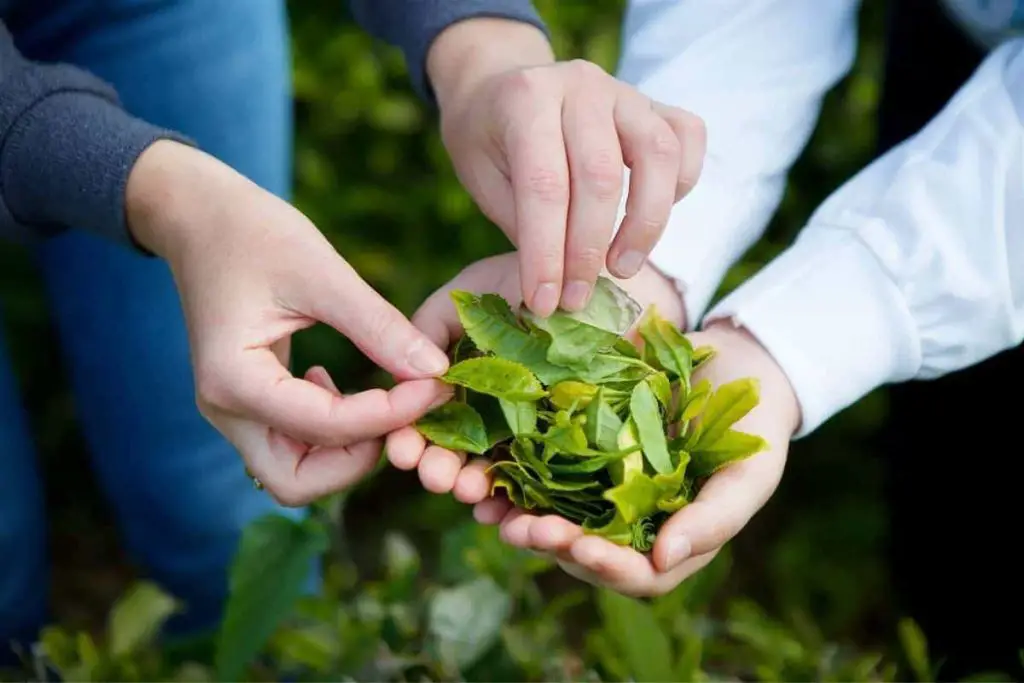 Cultivar la planta del té en casa: aquí están todos los consejos útiles del jardinero – Mis Consejos Jardinería