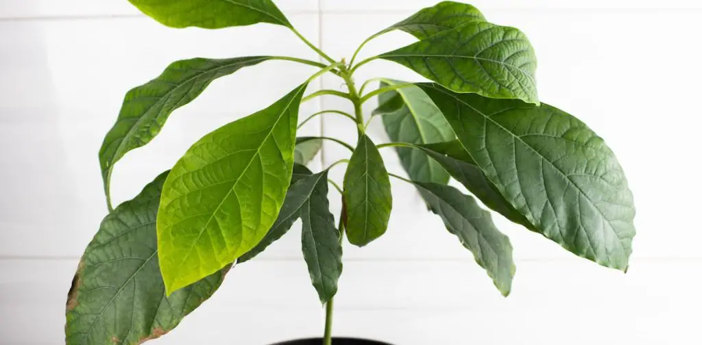 Cultivar un aguacate: ¡el mejor truco para brotar y hacer crecer un hueso de aguacate como un profesional! – Mis Consejos Jardinería