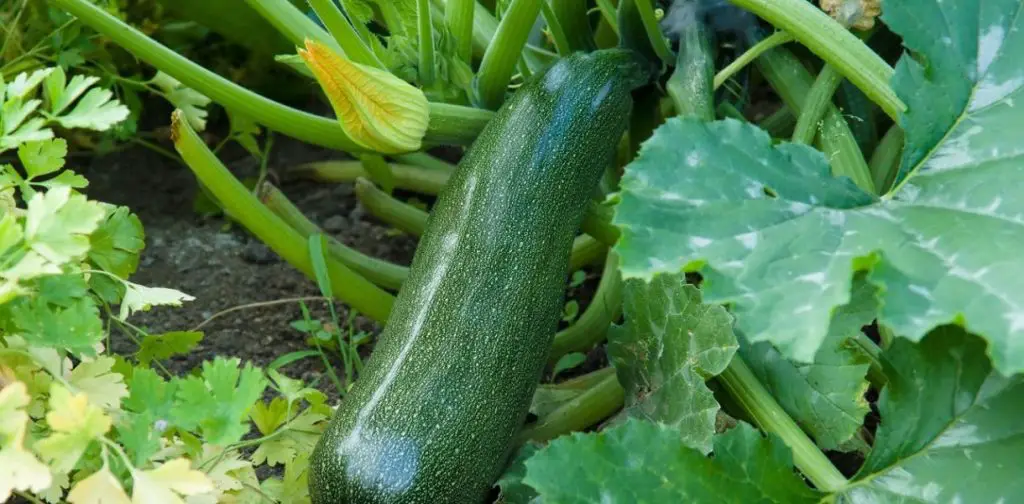 Cultivo de calabacines: ¿cuándo y cómo plantar calabacines en tu jardín? – Mis Consejos Jardinería