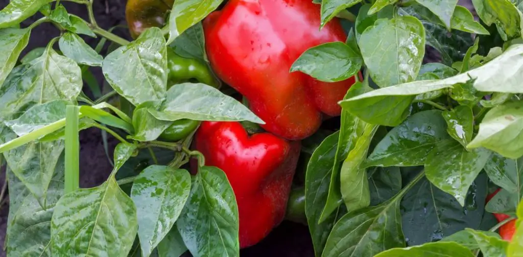 Cultivo de pimientos: los pasos clave para una cosecha abundante – Mis Consejos Jardinería