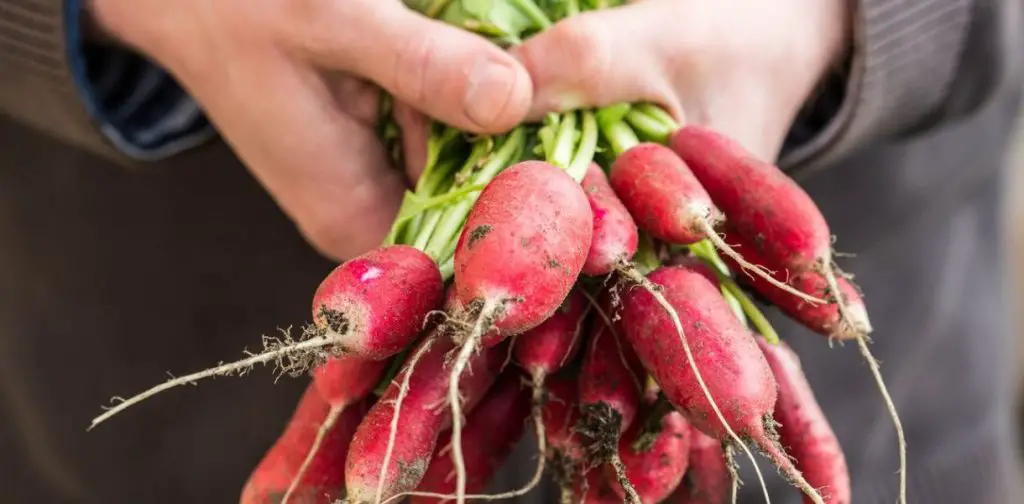 Cultivo exitoso de rábanos: siembra, cultivo, mantenimiento y cosecha de rábanos – Mis Consejos Jardinería