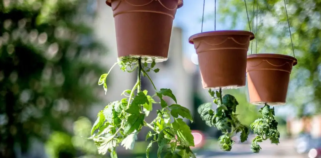 Cultivo invertido de tomates: un método innovador para optimizar el espacio – Mis Consejos Jardinería