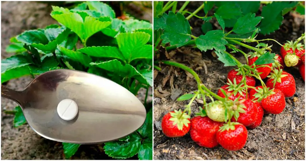 Dale a tus fresas una cucharadita  y prepara tu nevera para una cosecha récord. Crecerán a un ritmo salvaje. – Mis Consejos Jardinería