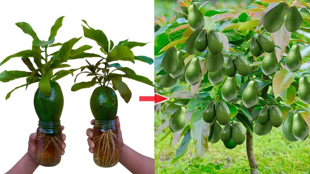 Deja de comprar aguacates. Aquí se explica cómo cultivar un árbol de aguacate en una maceta pequeña en casa. – Mis Consejos Jardinería