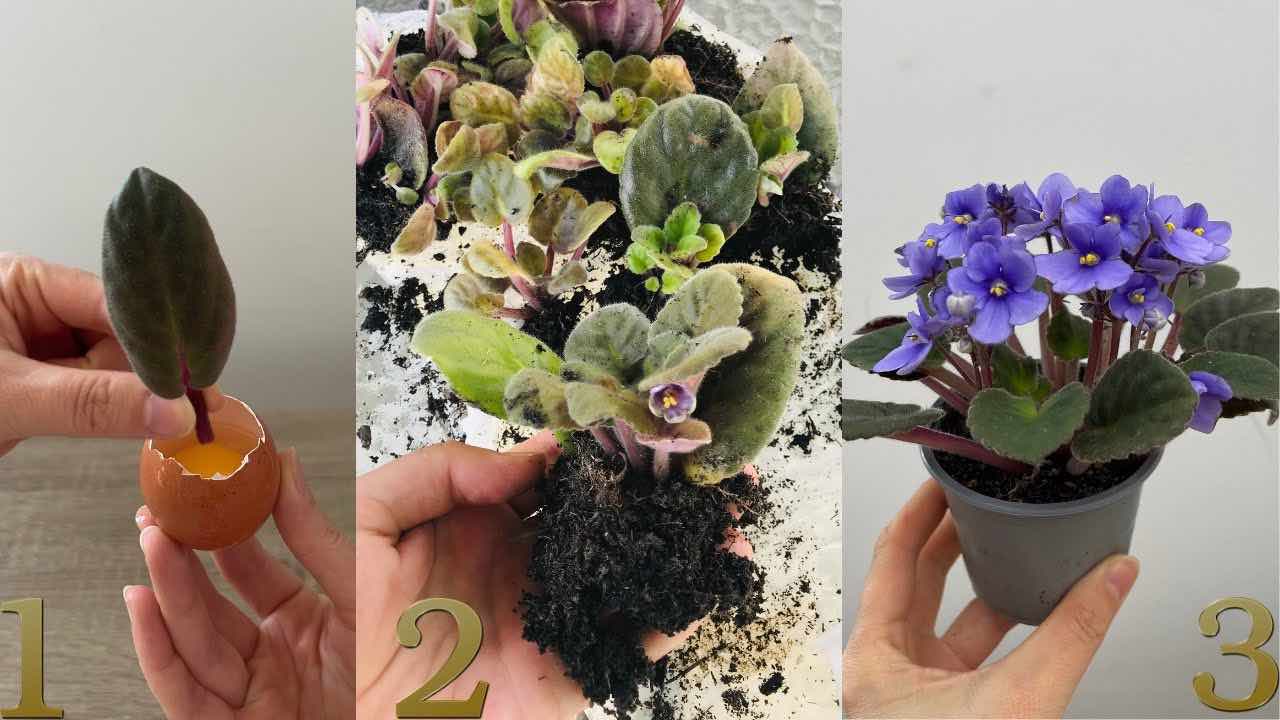 Hoja violeta en el huevo