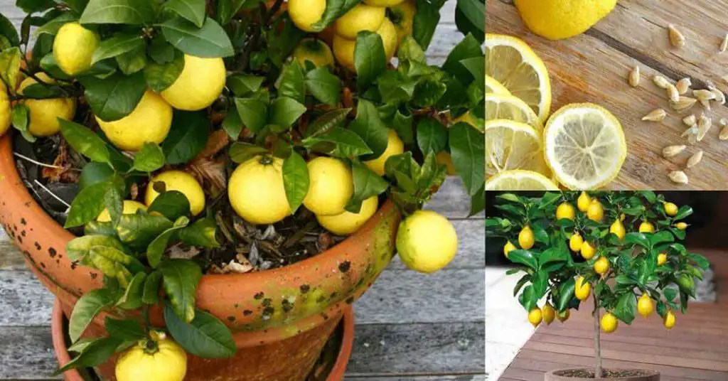 Deje de gastar dinero comprando limones: así es como se cultivan cantidades infinitas de limones en casa – Mis Consejos Jardinería