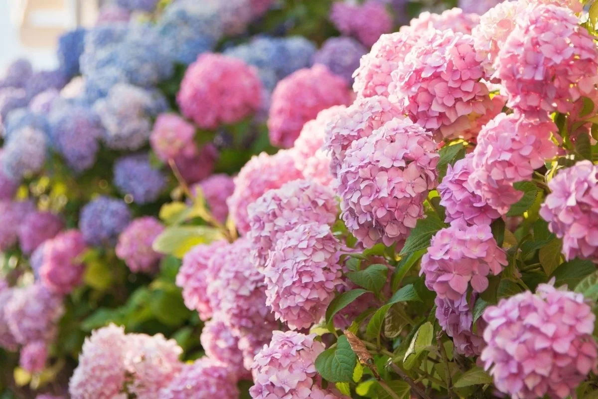 Desde que uso este ingrediente para mis hortensias, ¡su floración es encantadora!