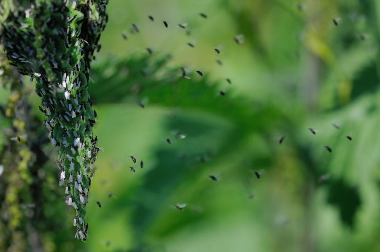Desde que uso este método, los mosquitos ya no son un problema – Mis Consejos Jardinería