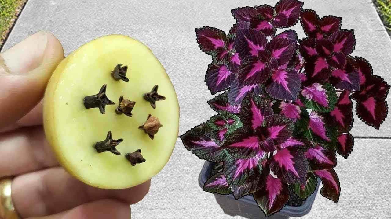 Fertilizante natural para hacer que las plantas crezcan rápidamente