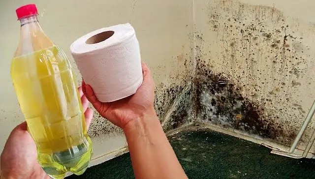 Detenga la condensación y el moho negro en el hogar con estos sencillos consejos – Mis Consejos Jardinería
