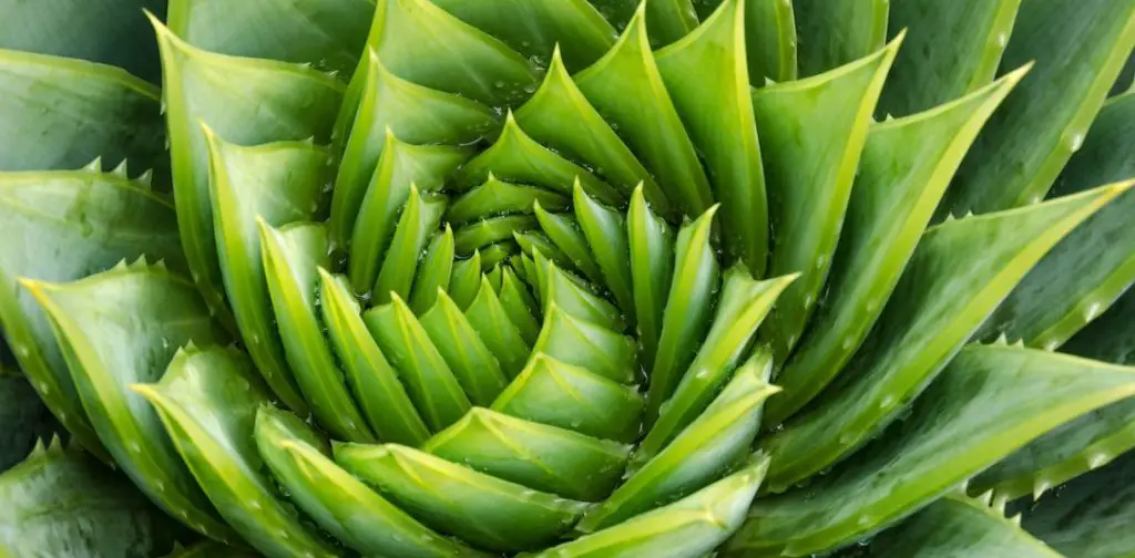 Devuélvele la vida a tu aloe vera agonizante: ¡consejos y trucos para salvarlo! – Mis Consejos Jardinería