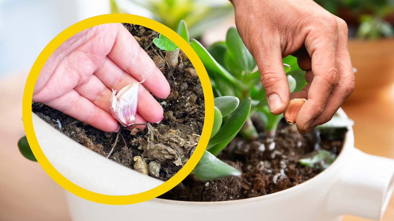 Ajo en plantas