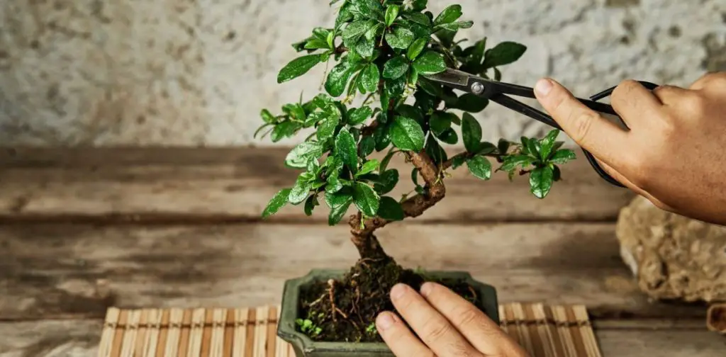 Dominar el arte del cuidado del bonsái: consejos y trucos para un crecimiento óptimo de tu árbol en miniatura – Mis Consejos Jardinería