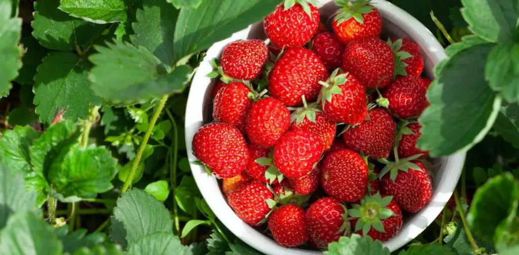 Duplicar su cosecha de fresas: consejos probados para una producción exitosa – Mis Consejos Jardinería
