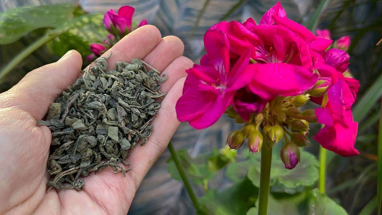 el truco para las plantas
