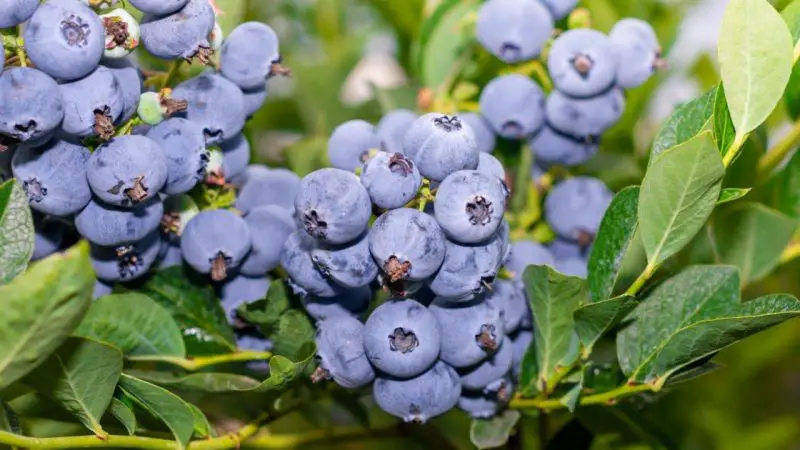 El arbusto de arándanos se bañará con miles de frutas: el agua común puede dañarlo, el limón ayudará – Mis Consejos Jardinería