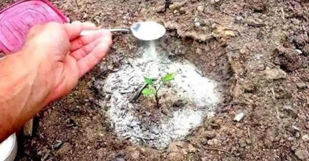 El bicarbonato de sodio es el mejor amigo de un jardinero: aquí hay 10 usos inteligentes en el jardín – Mis Consejos Jardinería