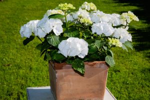 Hortensia-cultivo-maceta