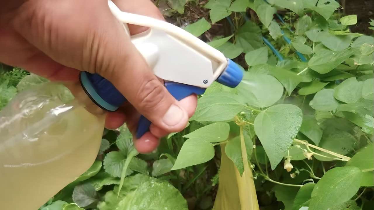 El fungicida e insecticida más fuerte del mundo