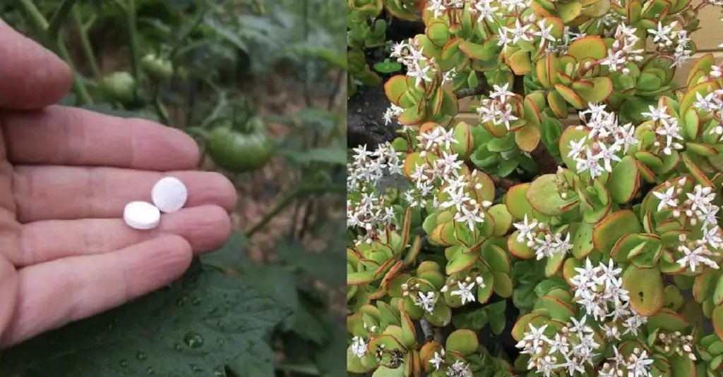 El ingrediente secreto sin coste que hará crecer tus plantas de forma inmediata – Mis Consejos Jardinería