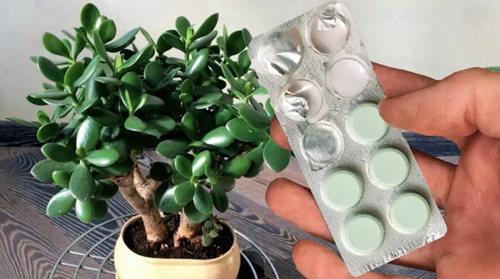 El ingrediente sin coste que hará crecer tus plantas de forma inmediata – Mis Consejos Jardinería