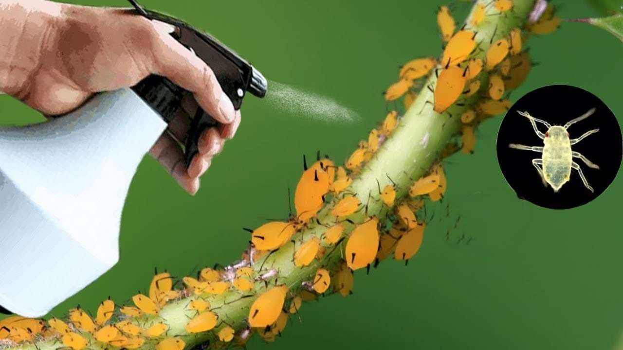 Pulverización de insecticida