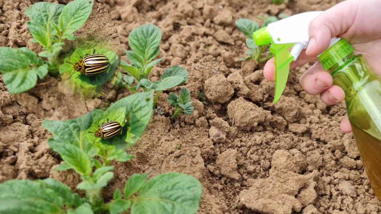 Método natural contra los escarabajos