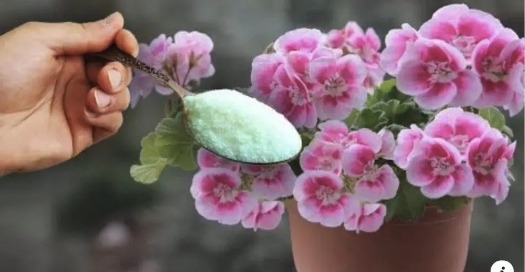 El método para hacer que los geranios florezcan rápidamente. – Mis Consejos Jardinería