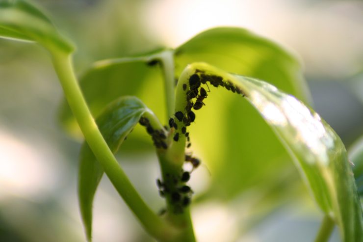 El pesticida natural más potente para tus plantas y huerto es barato y rápido de hacer – Mis Consejos Jardinería