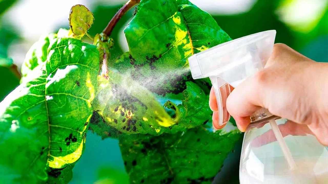 Vaporizador en plantas