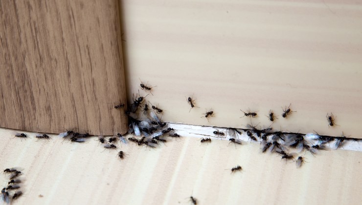 insectos