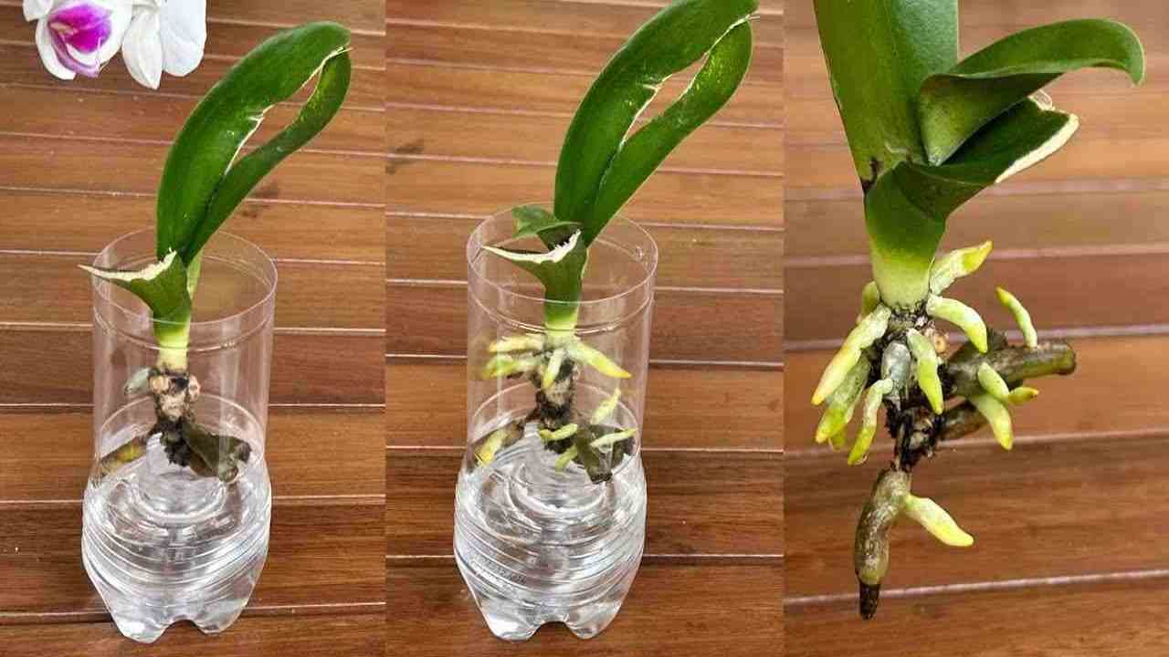 Orquídea en la botella