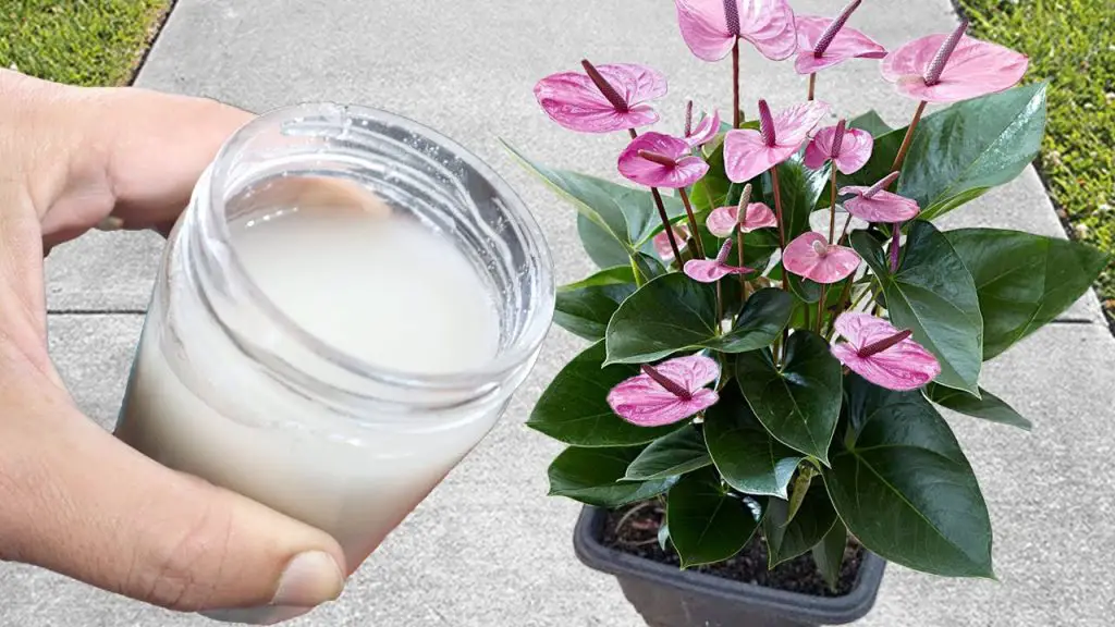 El secreto de las plantas con flores en pocos días: 12 sencillos consejos – Mis Consejos Jardinería