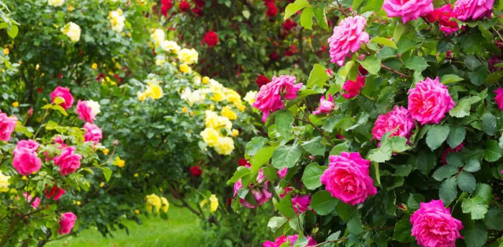 El secreto de un rosal en flor: ¿cómo obtener hermosas rosas en abundancia? – Mis Consejos Jardinería