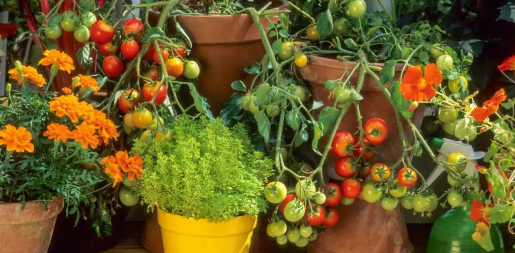 El secreto para conseguir una abundante cosecha de tomates en tu balcón – Mis Consejos Jardinería