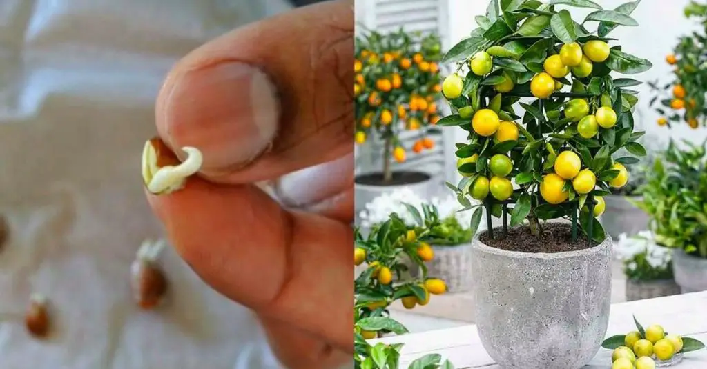 El secreto para cultivar un limonero a partir de semillas – Mis Consejos Jardinería