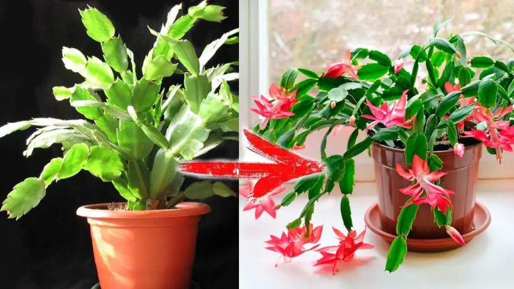 El secreto para hacer que tu cactus navideño produzca más flores – Mis Consejos Jardinería