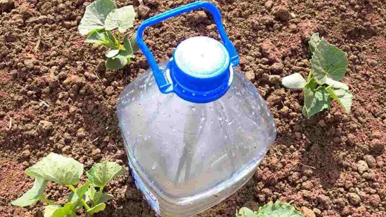 El sistema más simple para regar plantas.
