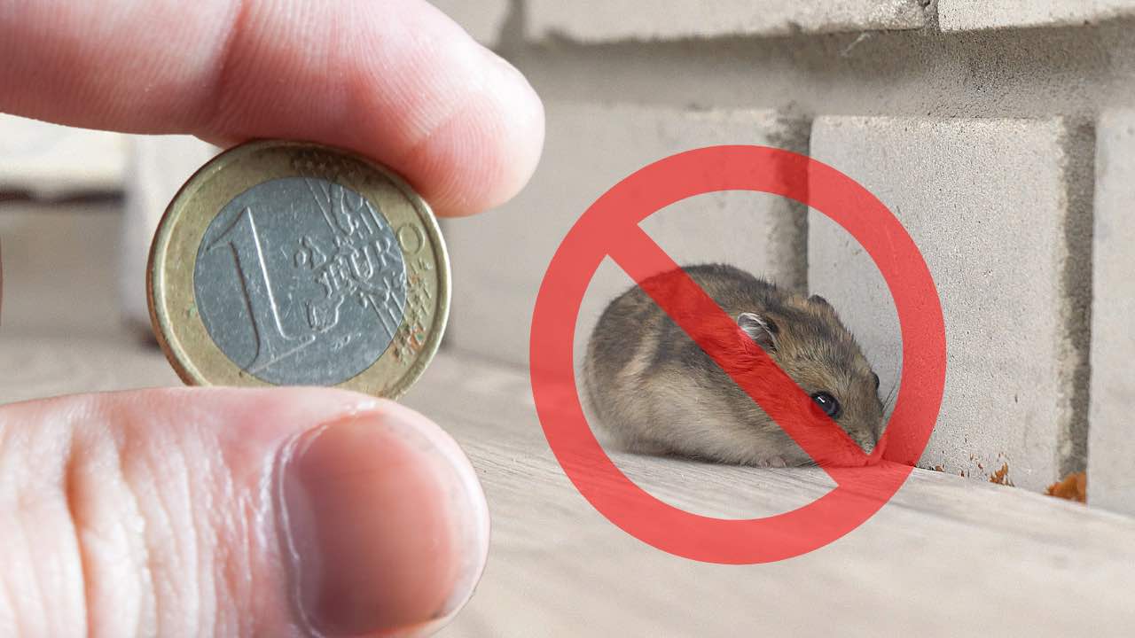 adiós ratones en la casa