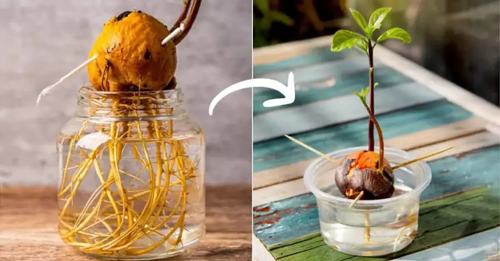 El truco de magia para cultivar aguacate en casa y no tener que comprarlo más – Mis Consejos Jardinería