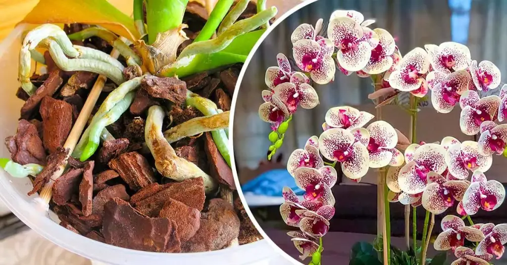 El truco de magia para revivir una orquídea seca cuyas flores se han marchitado – Mis Consejos Jardinería