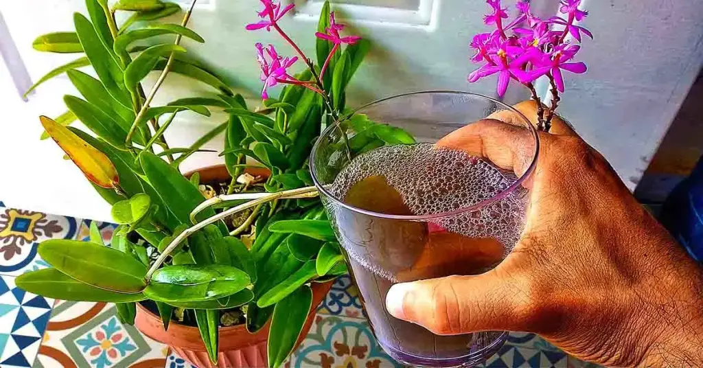El truco del florista para hacer florecer las orquídeas – Mis Consejos Jardinería