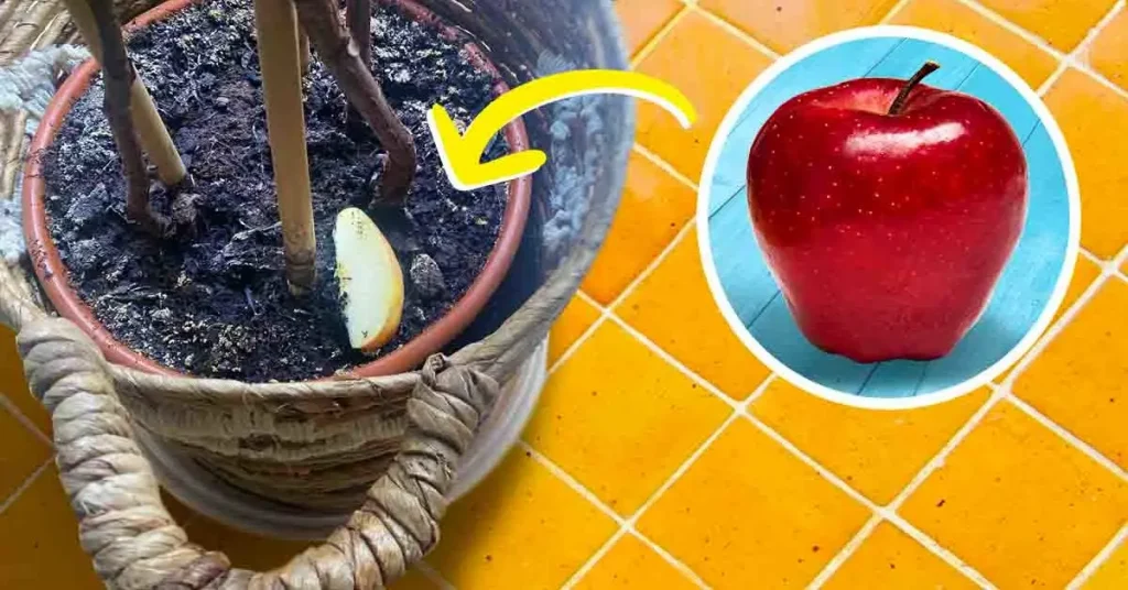 El truco del gajo de manzana para ahuyentar a los insectos que atacan tus plantas – Mis Consejos Jardinería