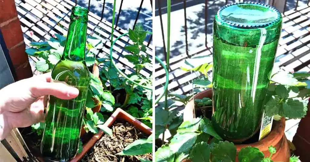El truco del jardinero para regar automáticamente tus plantas durante las vacaciones – Mis Consejos Jardinería