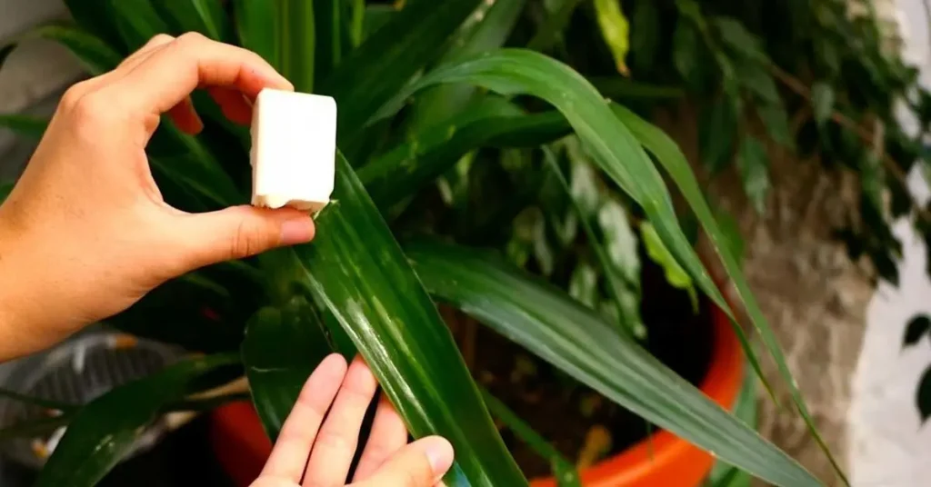 El truco genial para eliminar la cochinilla que asola tus plantas – Mis Consejos Jardinería