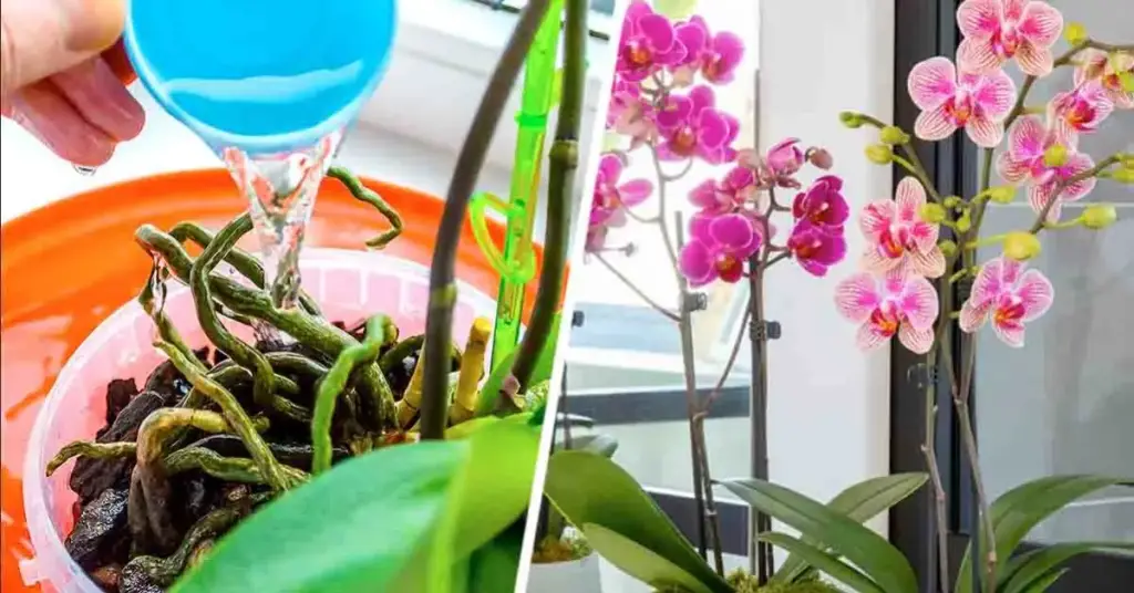 El truco genial para obtener dos orquídeas de una planta – Mis Consejos Jardinería